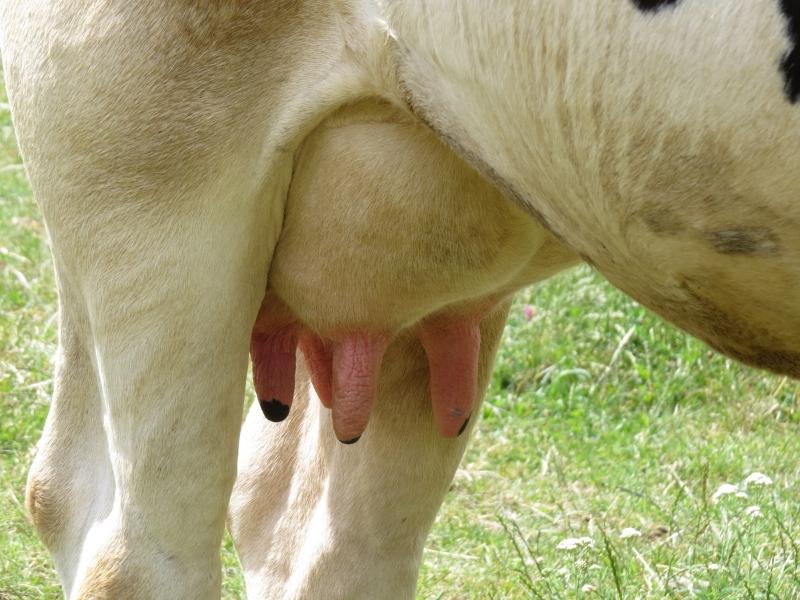 choroby wymion u krow mlecznych