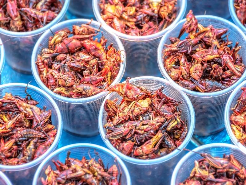 Jadalne owady na talerzach w Europie