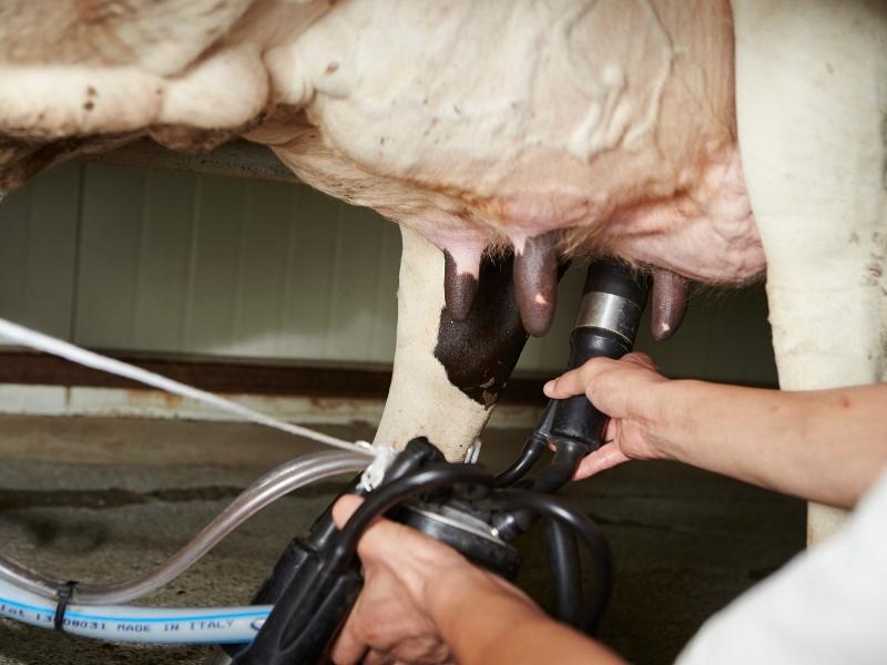 Grzybicze zapalenie wymienia