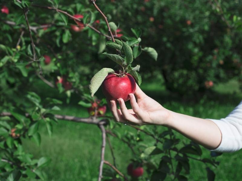 Technika zrywania jabłek