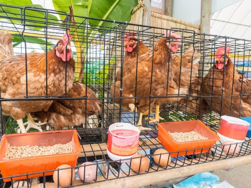 Sprzedaż polskiego drobiu na rynki zagraniczne