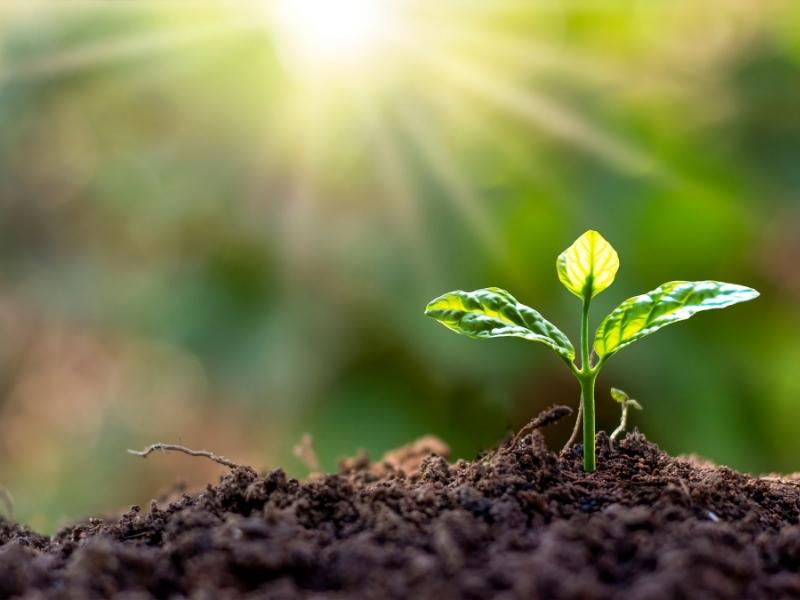 Wpływ wapnia w glebie na jakość owoców