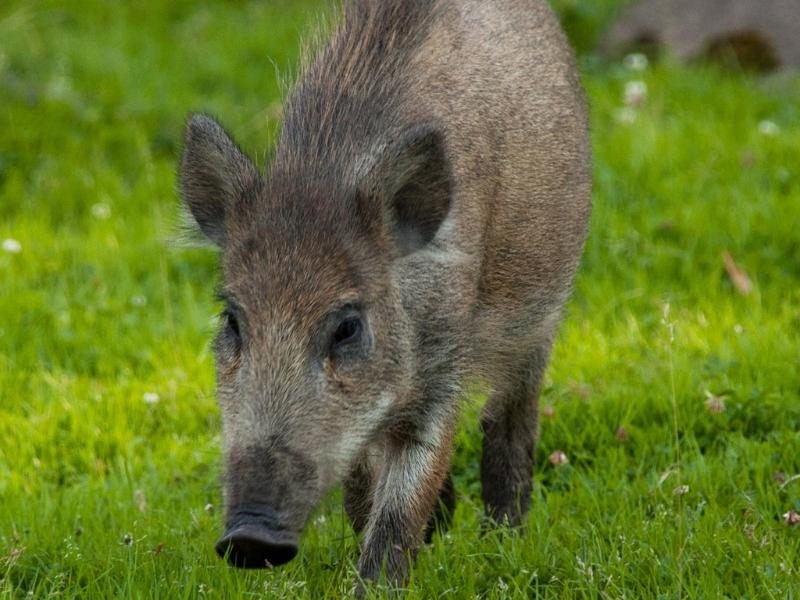 szkody łowieckie - zniszczone plony przez dziki