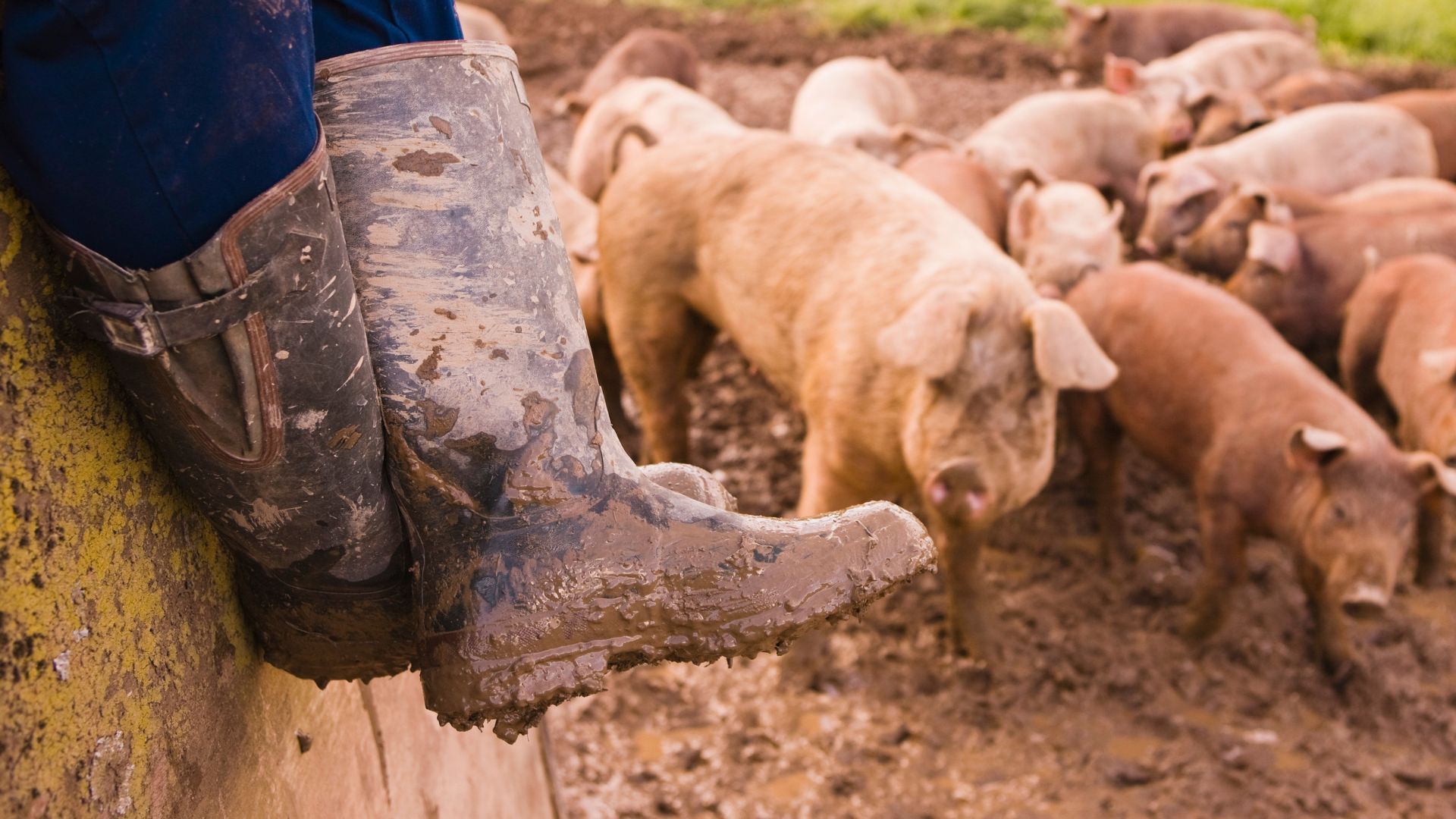 Jak dbać i czyścić swoje ubranie robocze używane w rolnictwie?