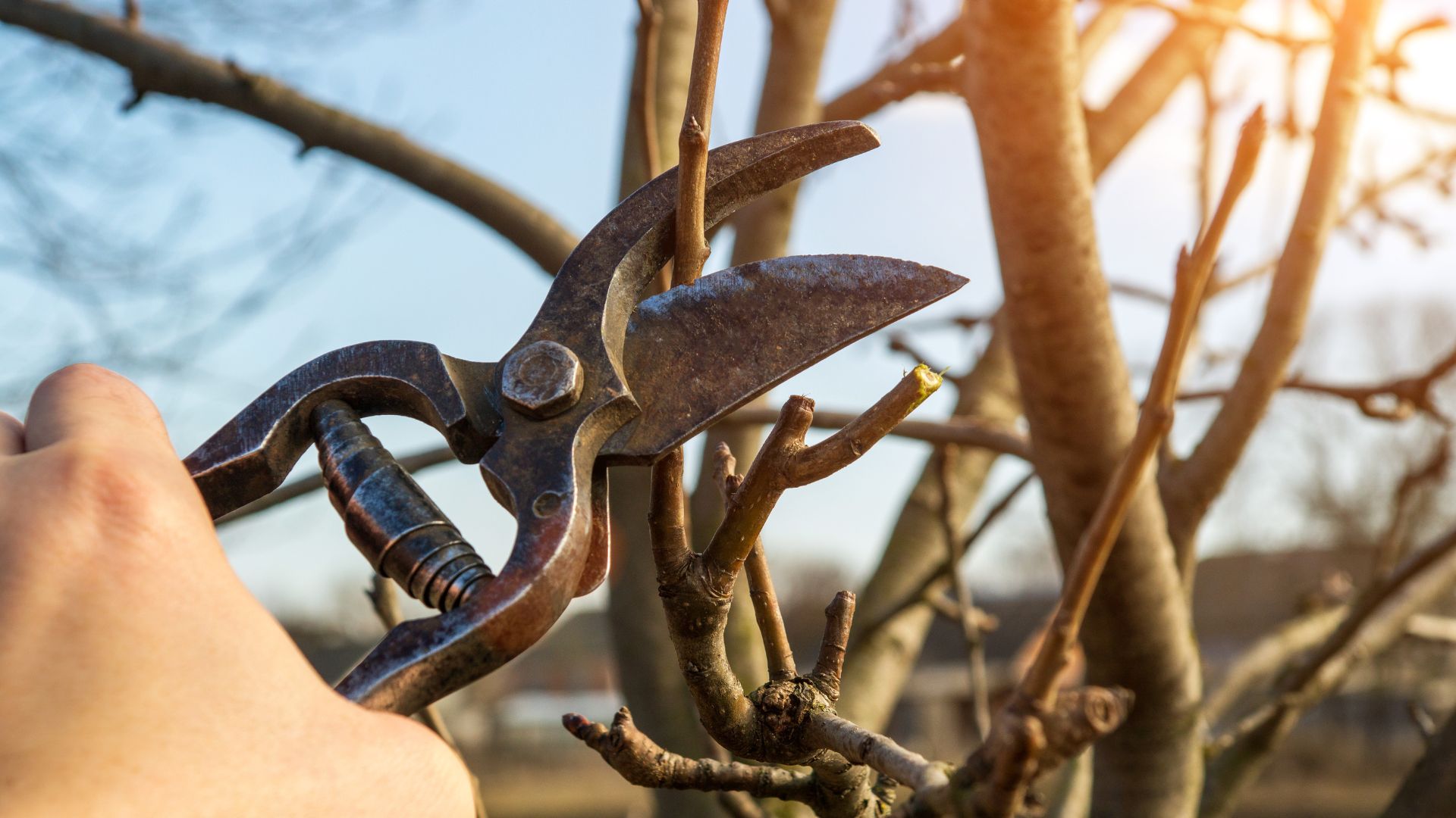 Co zrobić z dużą ilością gałęzi w ogrodzie?