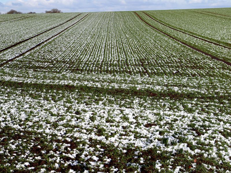 Uprawy zimowe – jakie rośliny najlepiej rosną w chłodniejszych miesiącach?