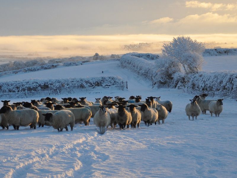 Jak odpowiednio przygotować gospodarstwo rolne na zimę?