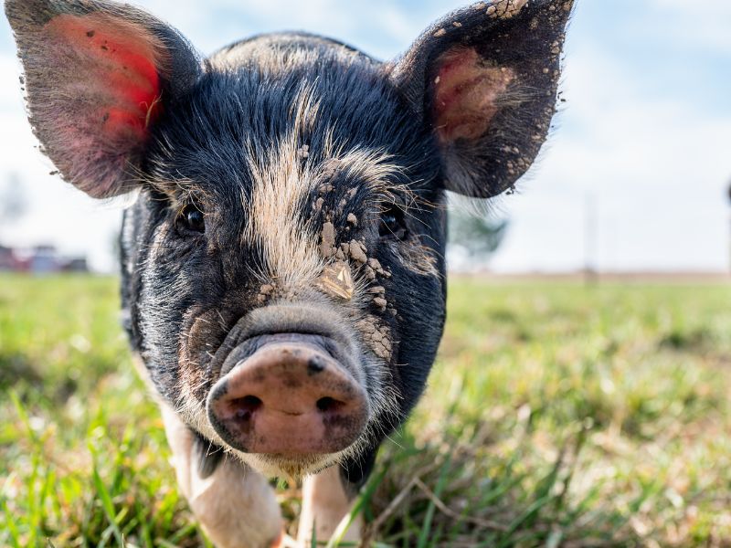Chów i hodowla trzody chlewnej z zagranicy – kluczowe informacje