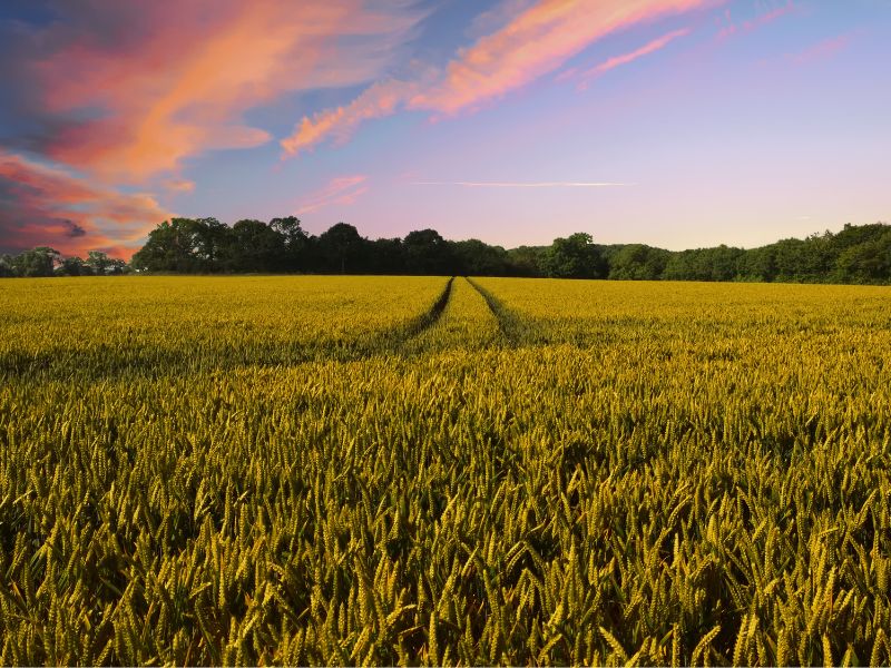 Jaki biznes otworzyć na wsi?