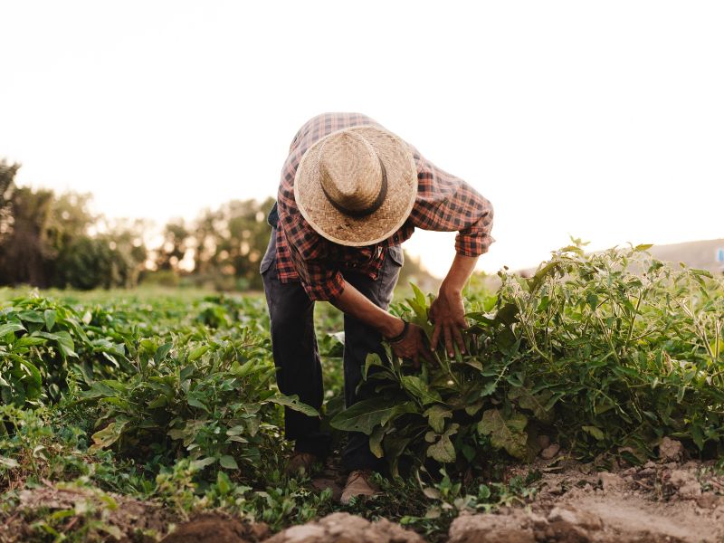 Dlaczego rolnicy w Europie zapadają na depresję?
