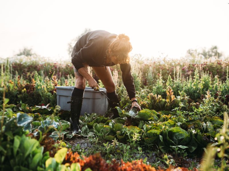 regeneracja skóry w rolnictwie