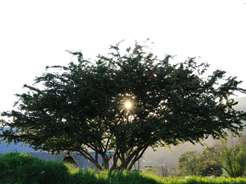 symbolika w rolnictwie