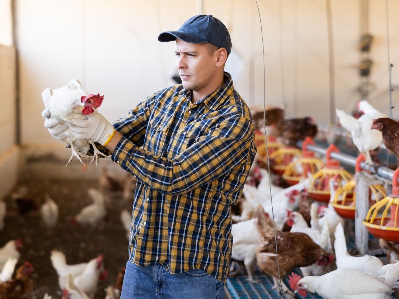hodowcy drobiu